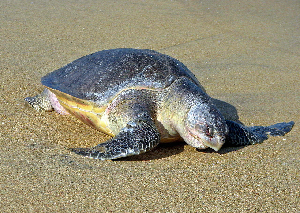 Țestoasa măslinie (Lepidochelys olivacea), cea mai mică țestoasă marină