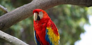 Află mai multe curiozități despre papagali