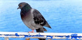 Află mai multe detalii despre porumbel