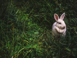 Alfă mai multe despre iepurele, cel mai comun și îndrăgit animal