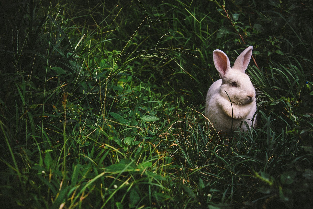 Alfă mai multe despre iepurele, cel mai comun și îndrăgit animal