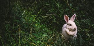 Alfă mai multe despre iepurele, cel mai comun și îndrăgit animal