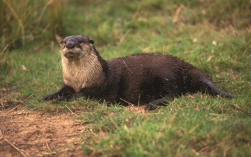 Aonyx capensis, Foto: imgarcade.com