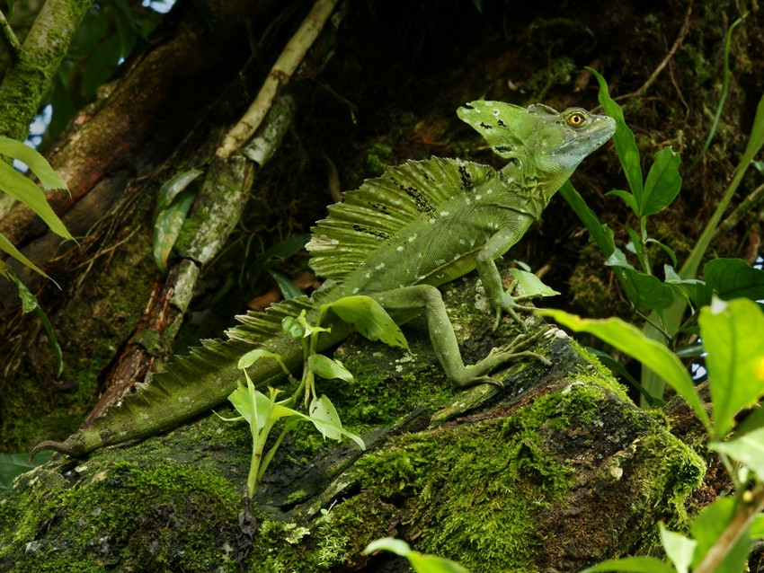 Basiliscus plumifrons, Foto: angolodellamicizia.forumfree.it