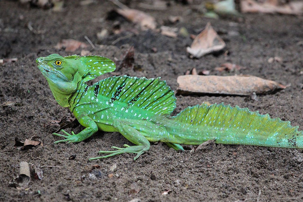 Baziliscul cu pene (Basiliscus plumifrons) - Șopârla Isus Hristos