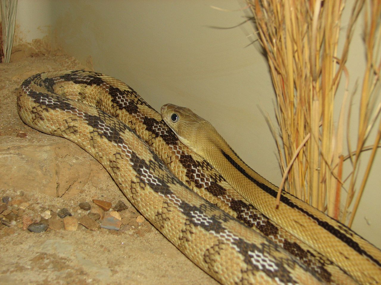 Bogertophis subocularis