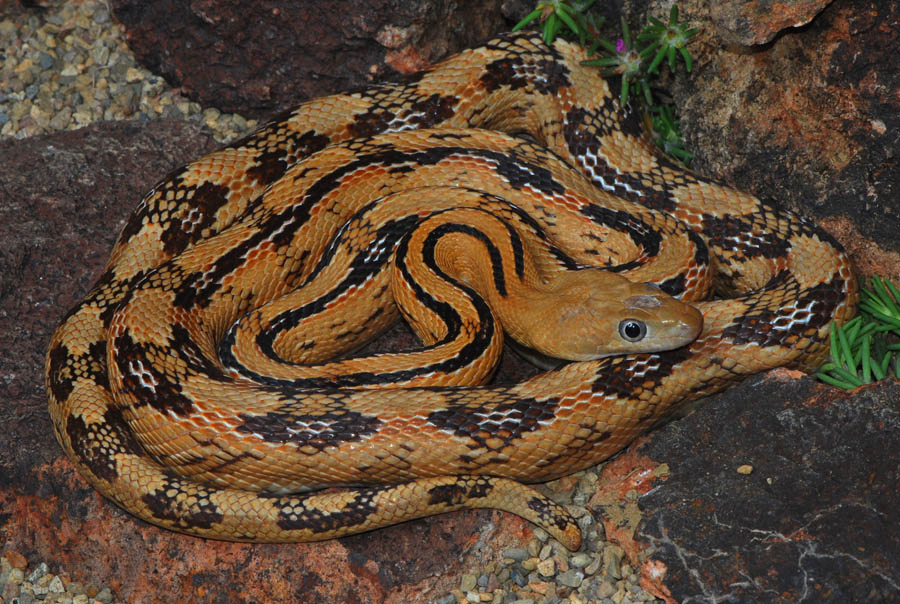 Bogertophis subocularis, Foto: thehibbitts.net