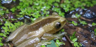 Broasca Afrixalus fornasinii din sud-estul Africii