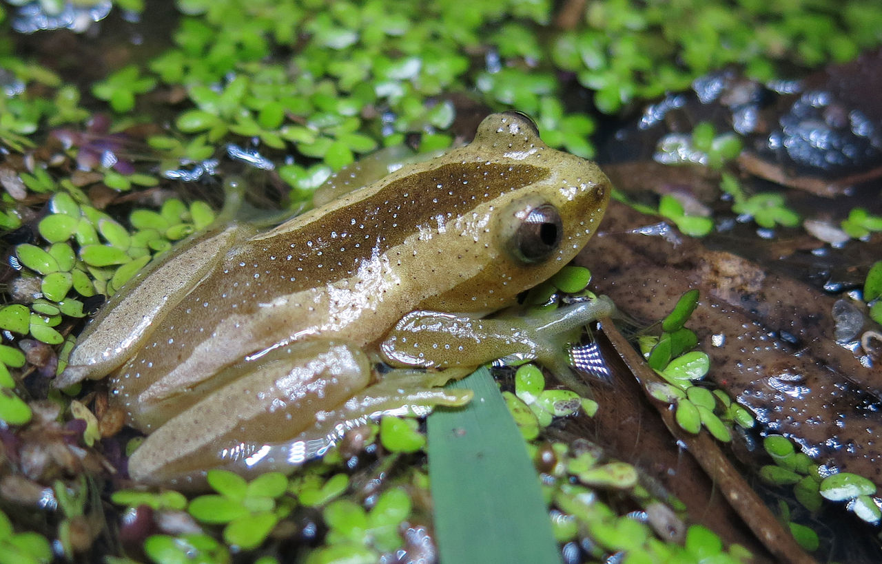 Broasca Afrixalus fornasinii din sud-estul Africii