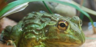 Broasca-bou africană (Pyxicephalus adspersus) trăiește până la 35 ani