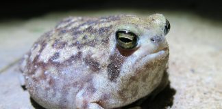 Broasca cu cap scurt (Breviceps adspersus), o specie ce își petrece majoritatea timpului sub pământ