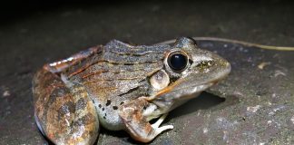 Broasca de iarbă cu nas ascuțit (Ptychadena oxyrhynchus) face salturi de 3 m