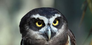 Bufnița cu ochelari (Pulsatrix perspicillata), o pasăre nocturnă