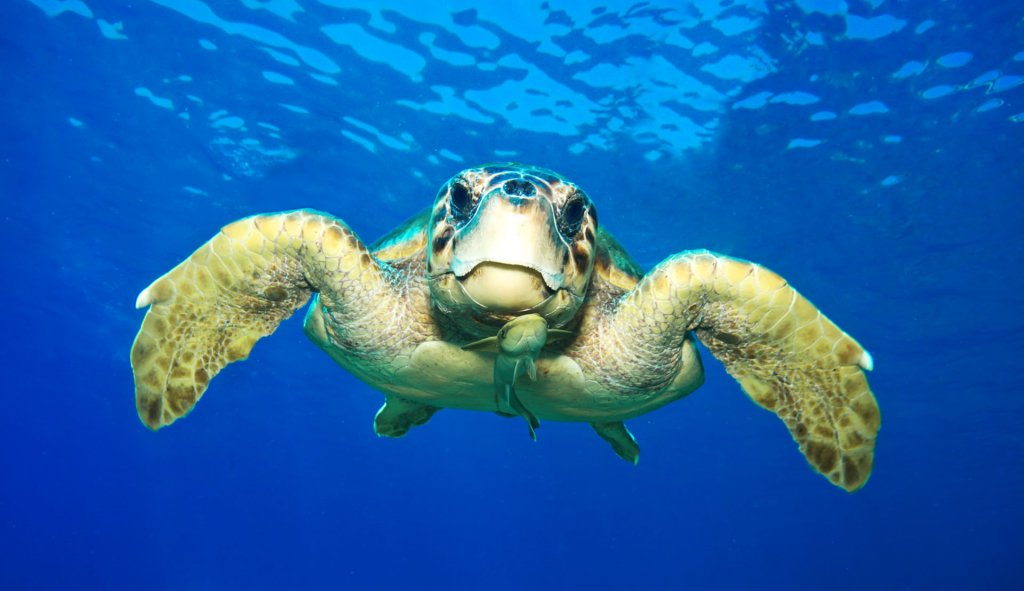 Caretta caretta, Foto: bestyatcilik.com