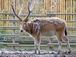 Cerbul lui Pere David (Elaphurus davidianus), o specie originară din China