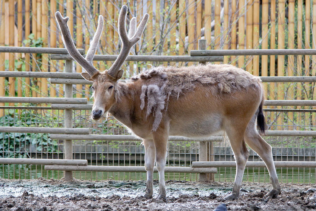 Cerbul lui Pere David (Elaphurus davidianus), o specie originară din China