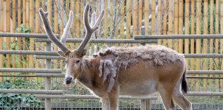 Cerbul lui Pere David (Elaphurus davidianus), o specie originară din China