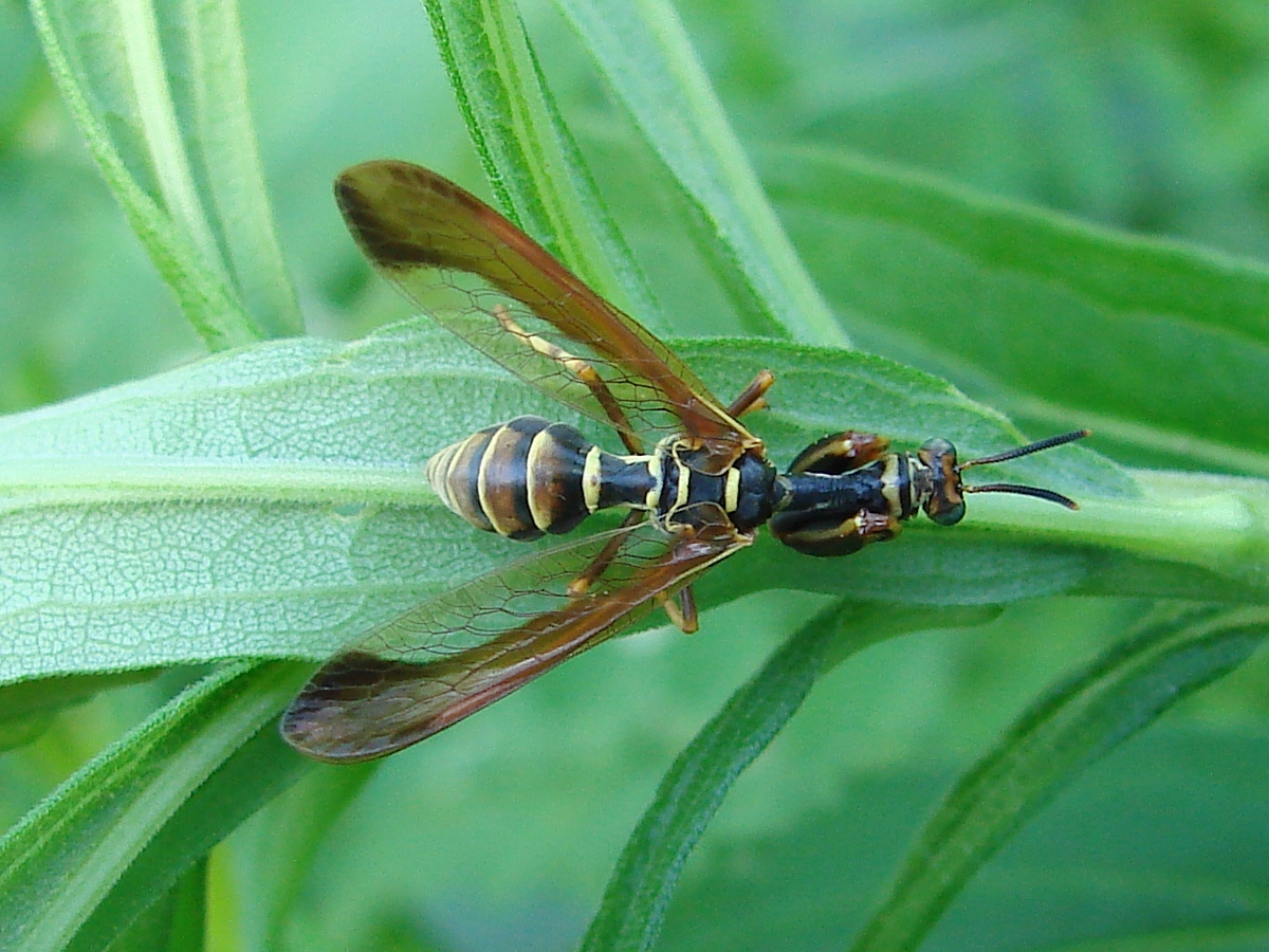 Climaciella brunnea