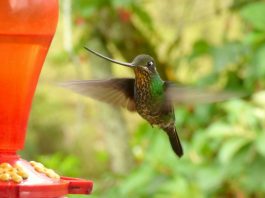 Colibriul cu ciocul sabie (Ensifera ensifera), păsări ce impresionează prin colorit