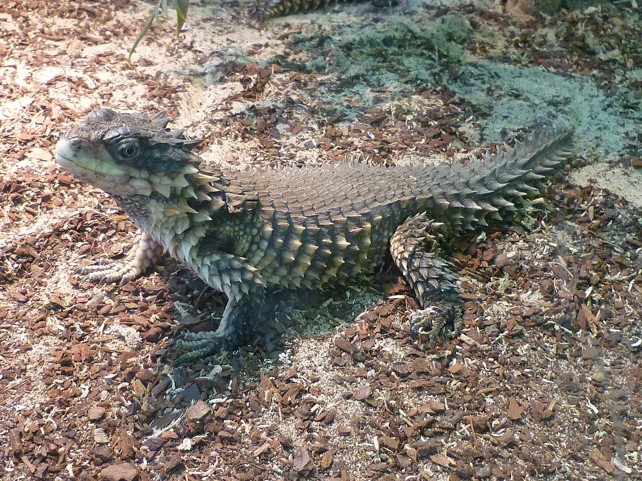 Cordylus giganteus