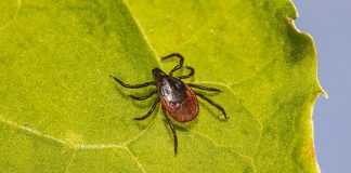 Căpușe tari purtătoare de boli virale