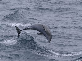 Delfinul mare săritor (Tursiops truncatus), trăiește in toate oceanele lumii