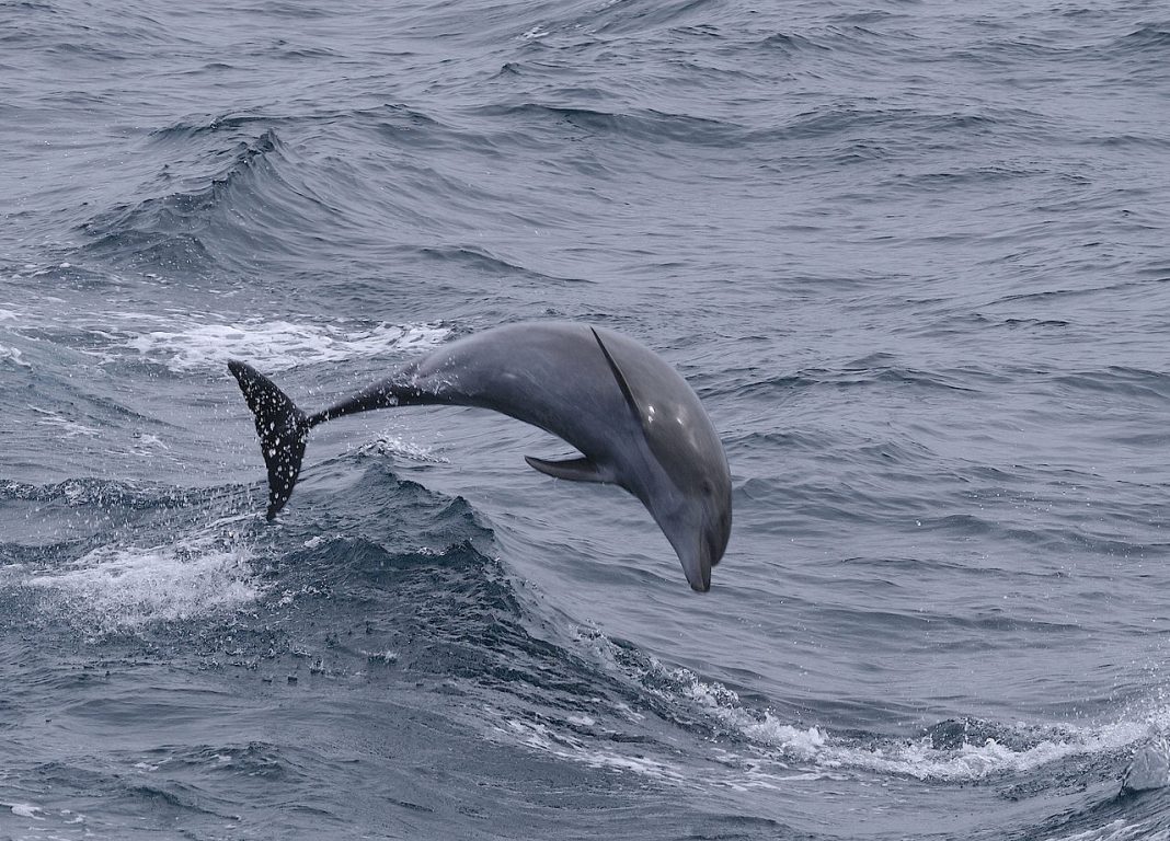 Delfinul mare săritor (Tursiops truncatus), trăiește in toate oceanele lumii Delfinul mare săritor (Tursiops truncatus), trăiește in toate oceanele lumii