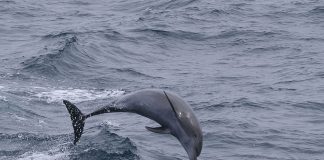 Delfinul mare săritor (Tursiops truncatus), trăiește in toate oceanele lumii
