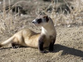 Dihorul cu labe negre (Mustela nigripes)