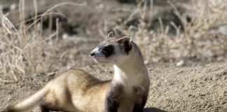 Dihorul cu labe negre (Mustela nigripes)