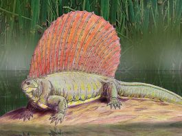 Edaphosaurus