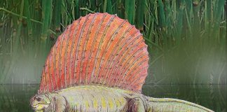 Edaphosaurus