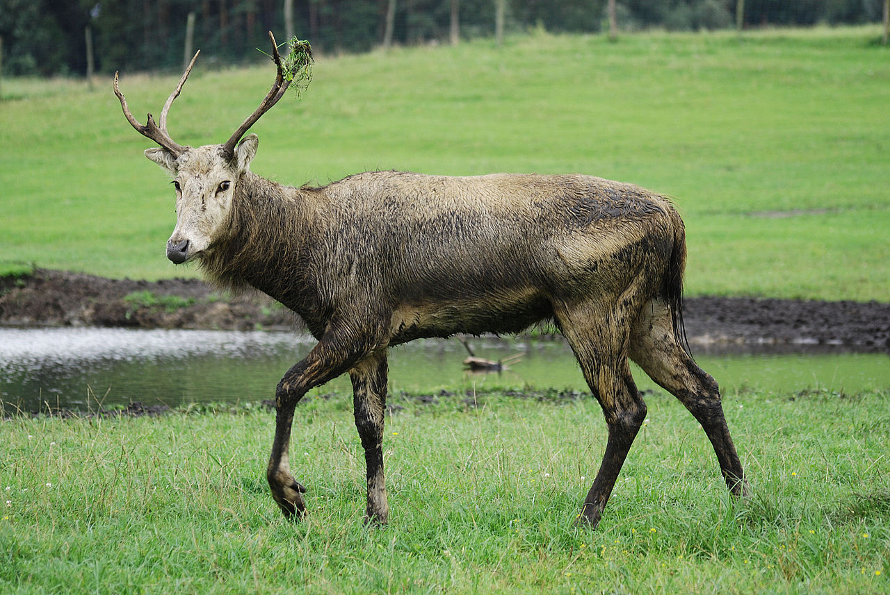 Elaphurus davidianus