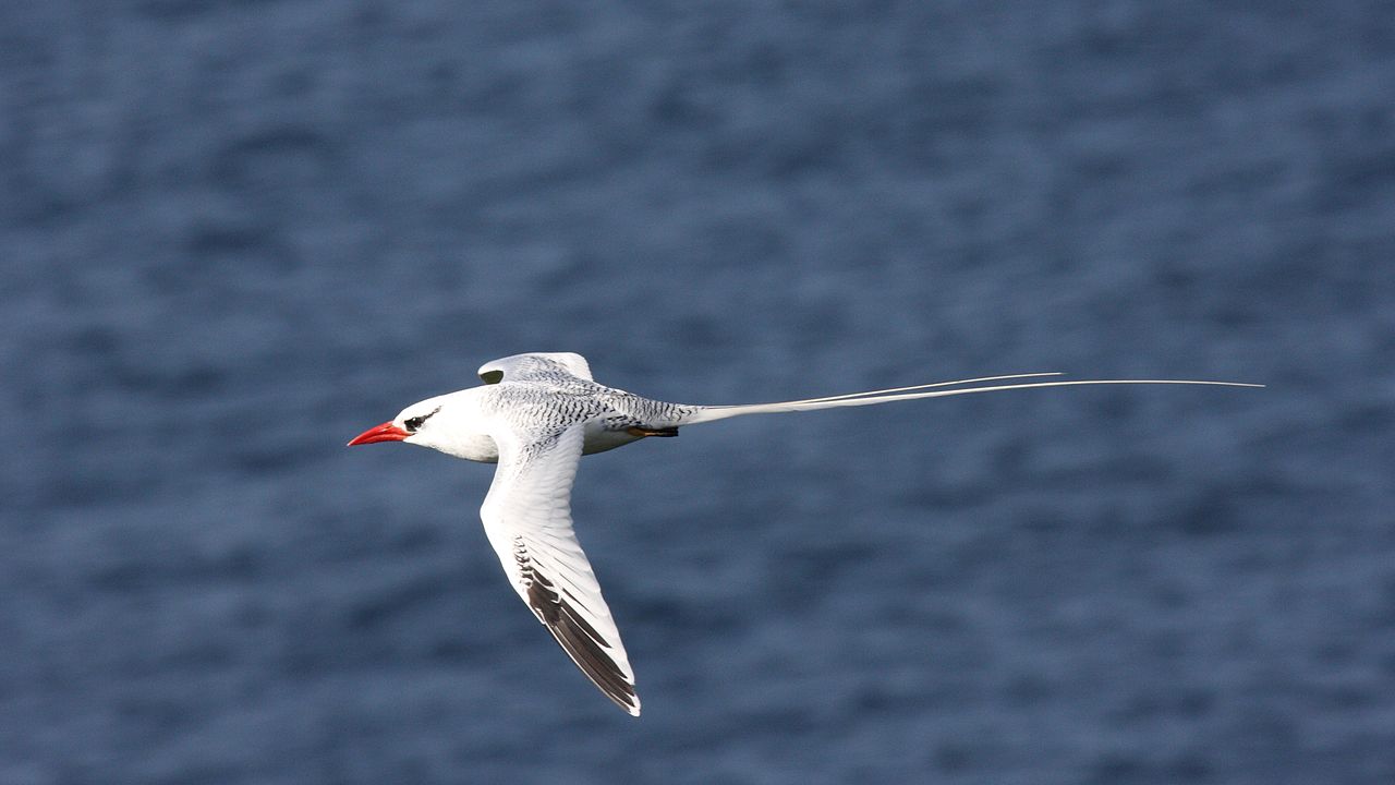 Foetonul cu ciocul roșu (Phaethon aethereus)