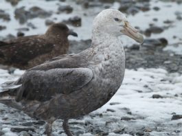 Furtunarul uriaș (Macronectes giganteus) din Antarctica