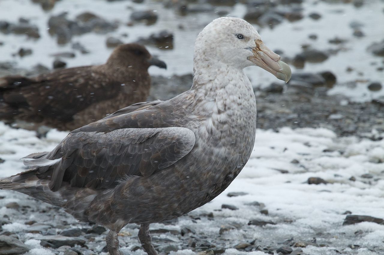 Furtunarul uriaș (Macronectes giganteus) din Antarctica