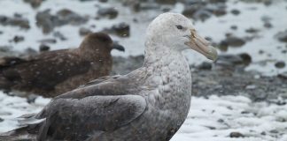 Furtunarul uriaș (Macronectes giganteus) din Antarctica