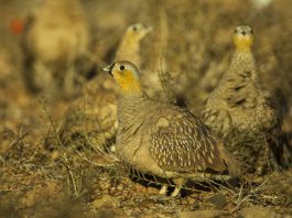 Găinușa cu coroană (Pterocles cornatus), o pasăre nemigratoare