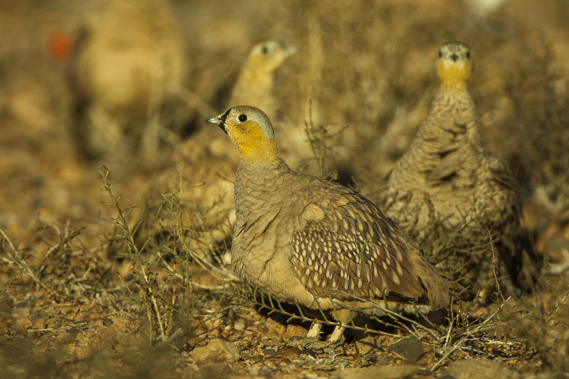 Găinușa cu coroană (Pterocles cornatus), o pasăre nemigratoare