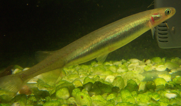 Galaxias maculatus, Foto: 2b.abc.net.au