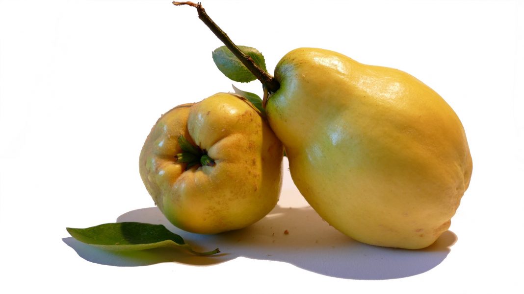 Gutuia