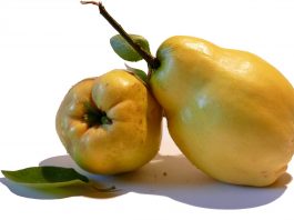 Gutuia