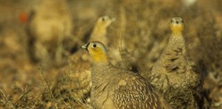 Găinușa cu coroană (Pterocles cornatus), o pasăre nemigratoare