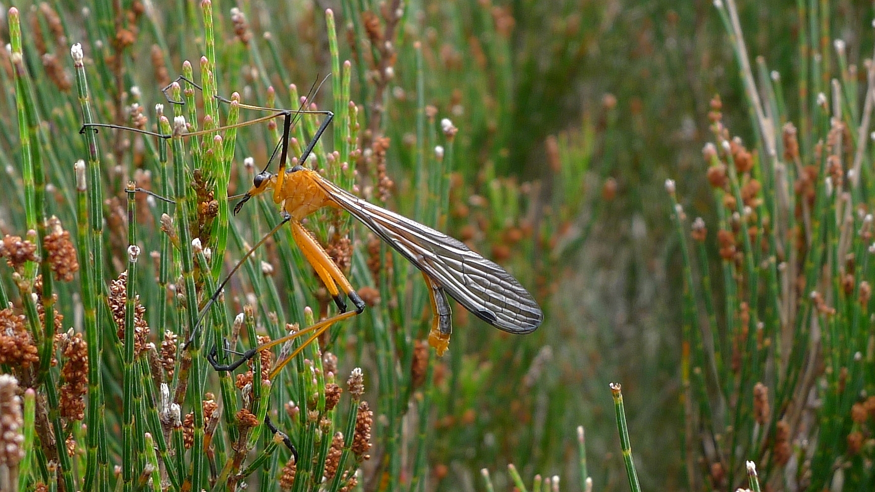 Harpobittacus Australis