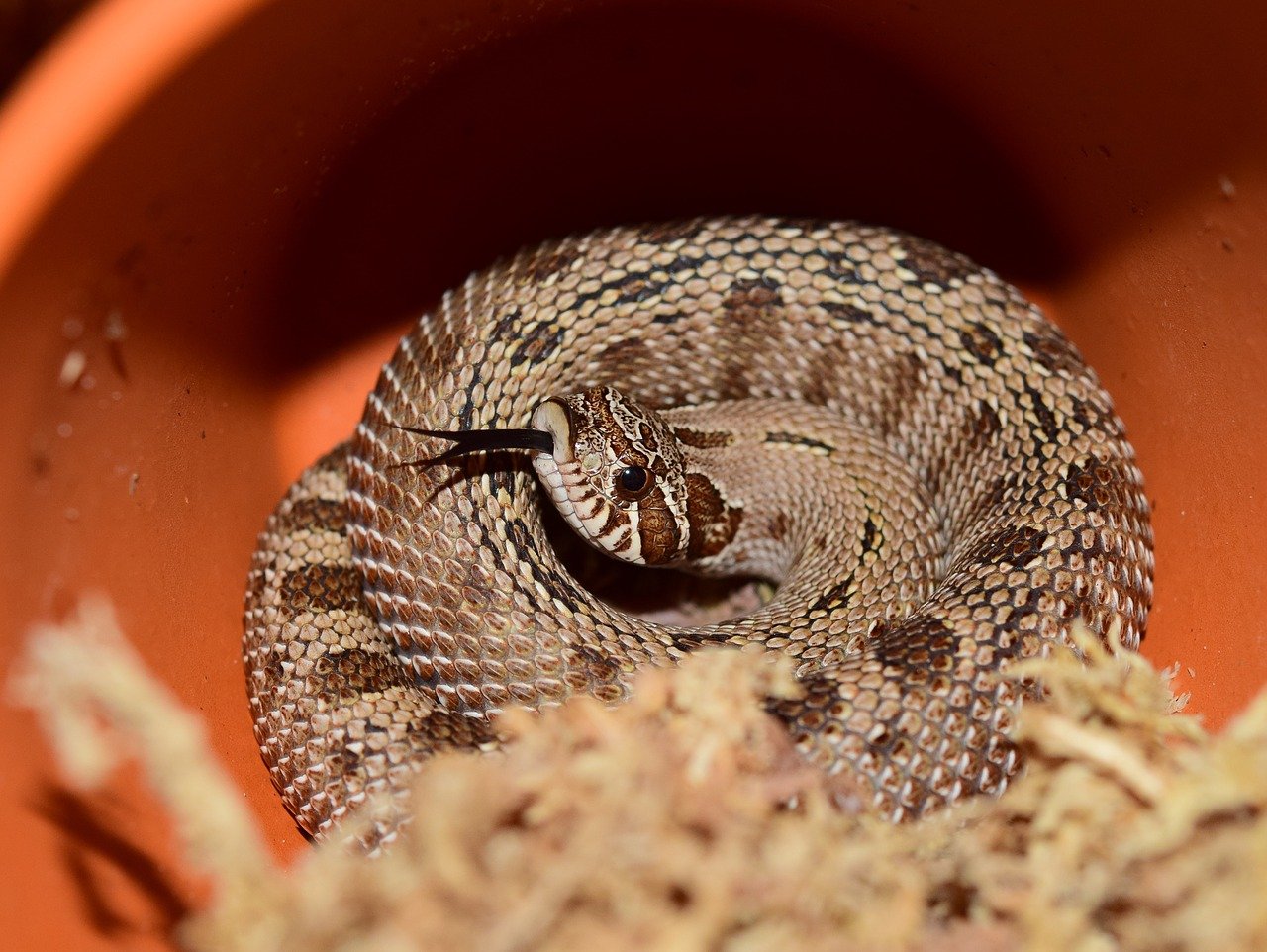 Heterodon nasicus