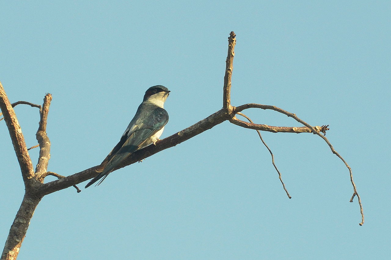 Lăstunul de copac cu spate cenușiu (Hemiprocne longipennis)