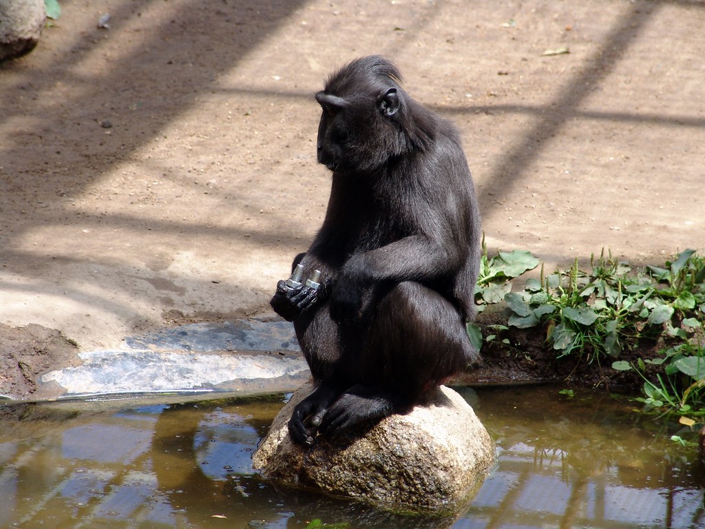 Macacul negru