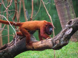 Maimuța urlătoare roșie (Alouatta seniculus), o specie din America de Sud