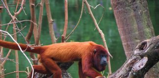 Maimuța urlătoare roșie (Alouatta seniculus), o specie din America de Sud