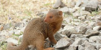 Mangusta pitică (Helogale parvula) este cea mai mică din lume
